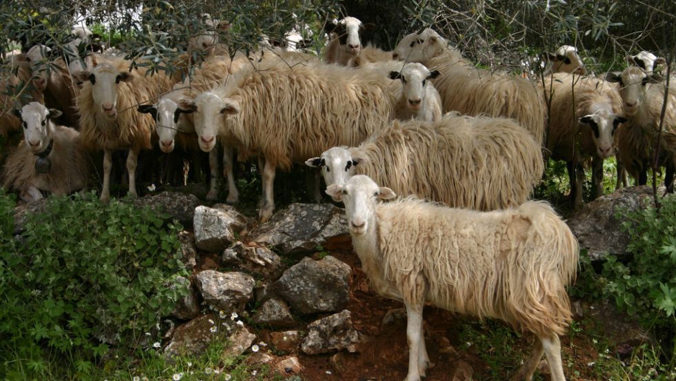 provata
